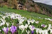 34 ed all'improvviso ecco le prime distese fiorite di crocus